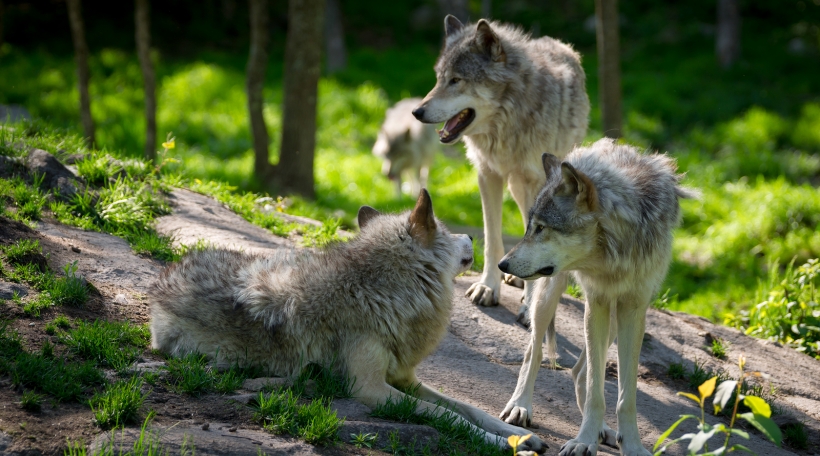 bigstock-Wolf-Pack-Of-Three-Wolves-66059626.jpg