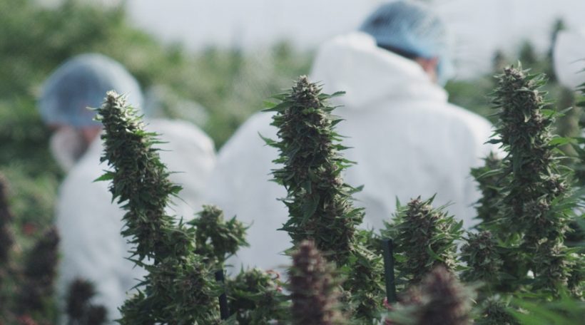 Cannabis Baueren
