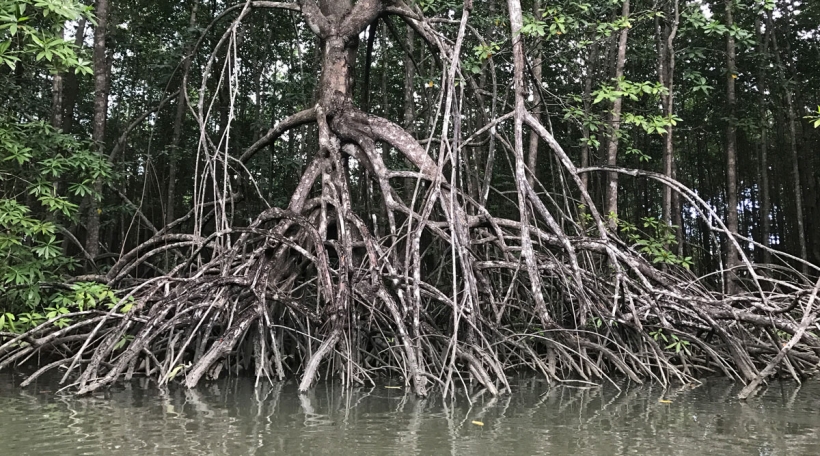 D'Mangrove sinn e wichtege BEstanddeel vum Ökosystem