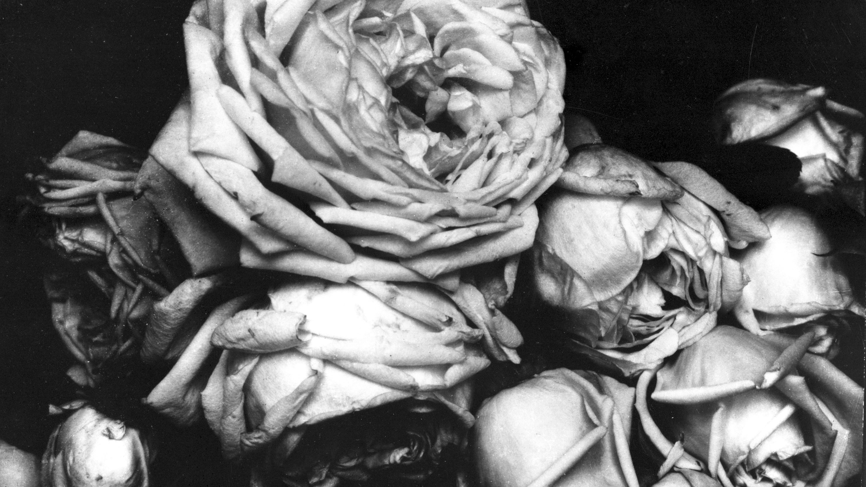 Heavy Roses, Voulangis, France (1914) / Edward Steichen