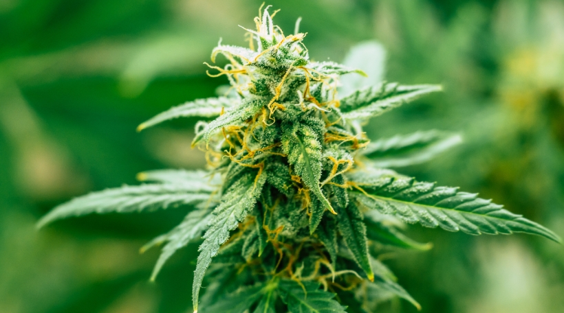 Cannabis Knosp Cannabis Knosp