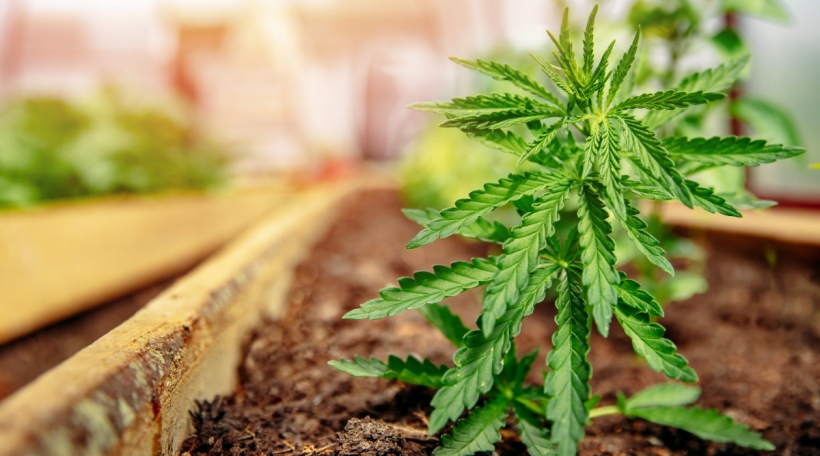 Eng Cannabisplanz Eng Cannabisplanz
