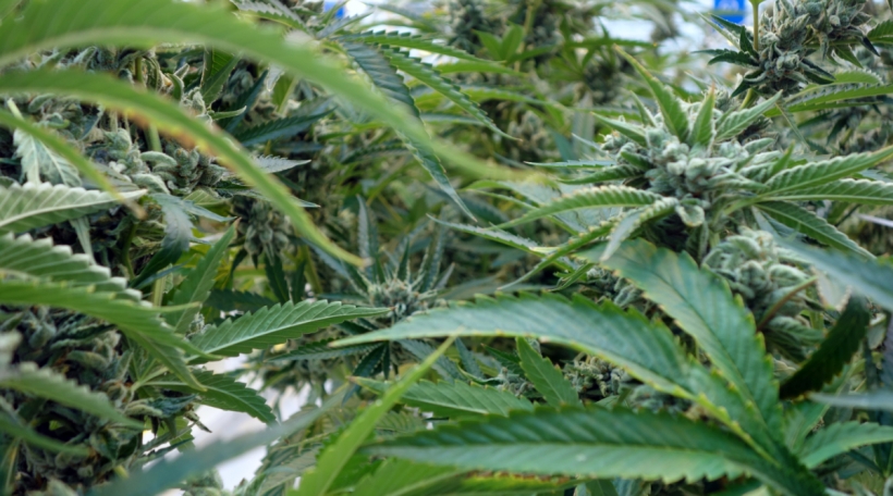 Cannabis-Bléi an enger Plantatioun a Portugal. Foto: Maurice Molitor