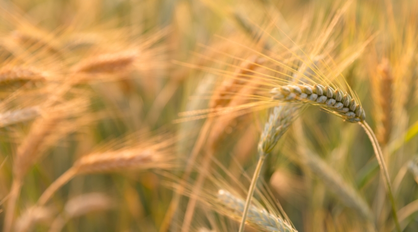 Landwirtschaft Landwirtschaft