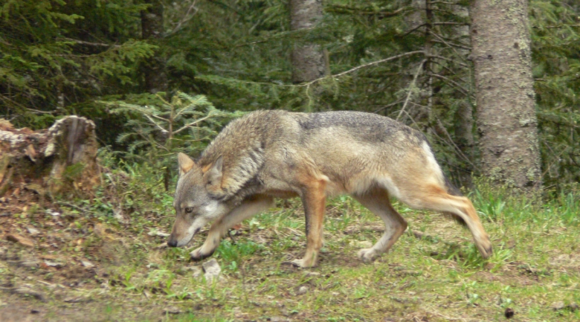 Wollef
